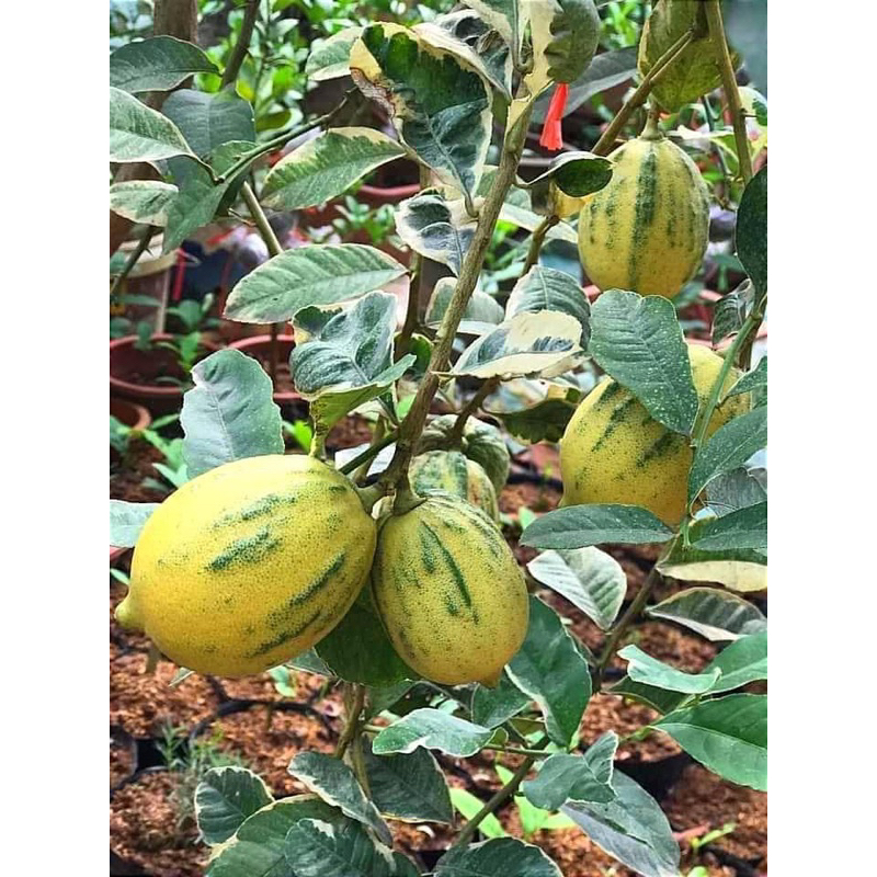 CÂY GIỐNG CHANH CẨM THẠCH(1Caay)