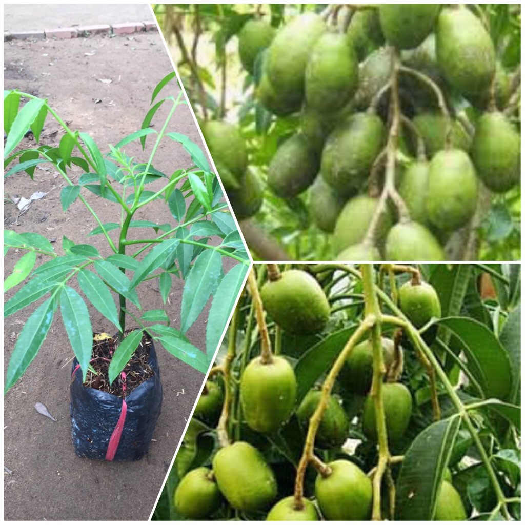Hạt giống cây cóc thái gói 5 hạt - VTNT
