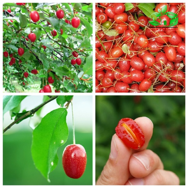 Cây giống Nhót ngọt Mỹ ( giống chuẩn, bầu to, GỐC TO 3 NĂM).