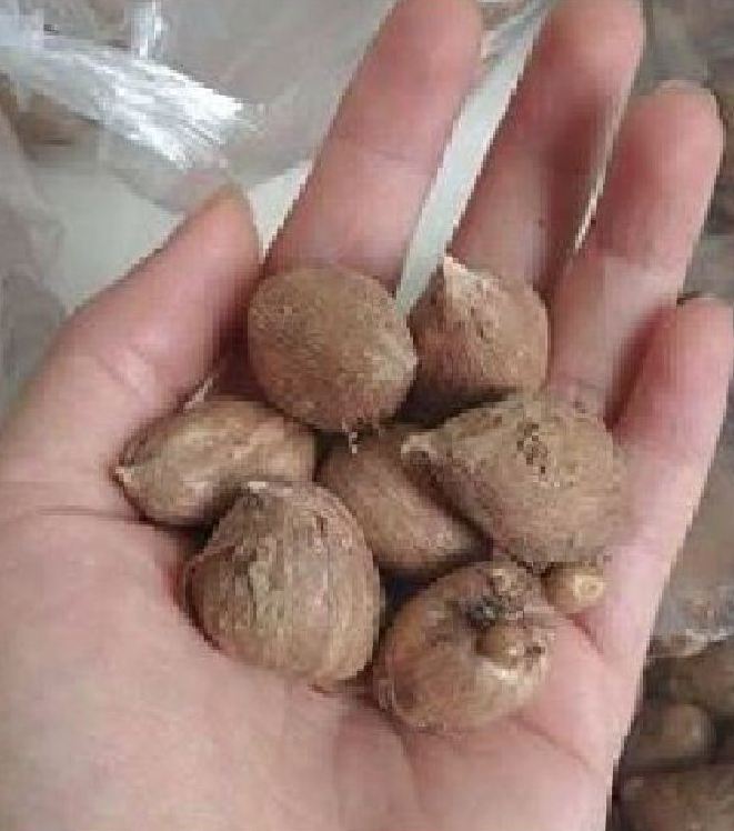 3 Củ giống hoa lan nam phi hoa màu tím