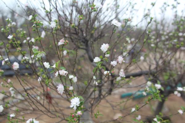 02 cây giống nhất chi mai 15cm có bầu