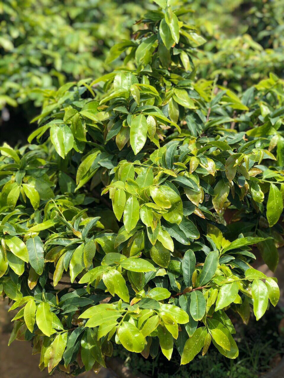 PHÂN BÓN BUNG ĐỌT RA RỄ CHUYÊN MAI VÀNG 1 LÍT