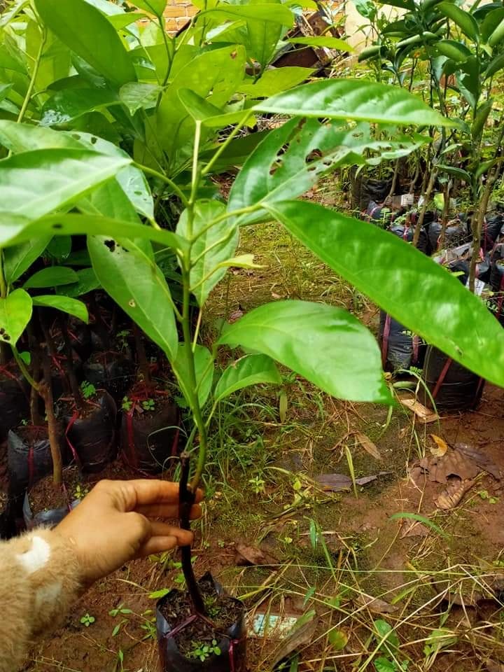 Cây giống dâu da xanh trái tròn