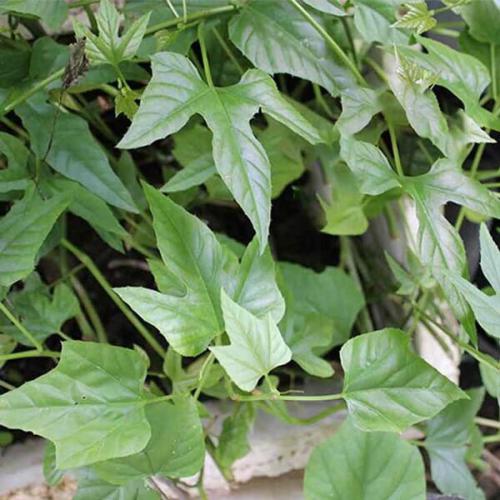 cây chìa vôi-cây giống