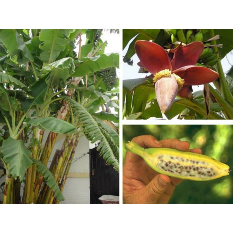 Cây chuối hột giống
