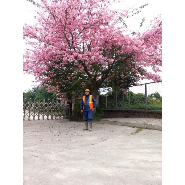 Cây mỹ nhân giống cao 40-50 cm (ảnh thật số 2).