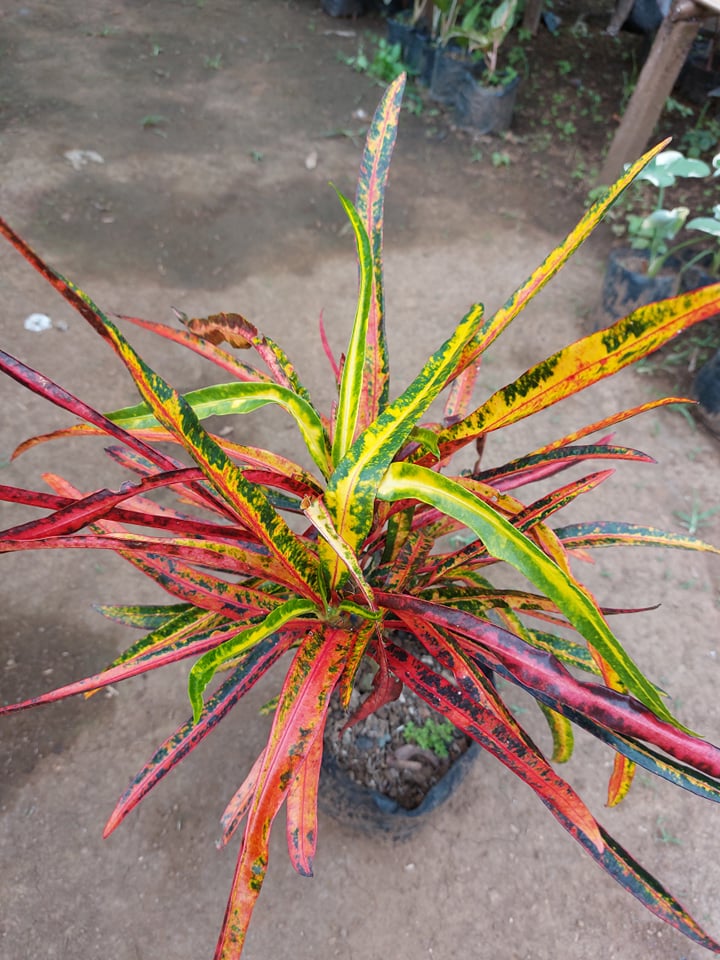 Croton Fiesta with FREE white plastic pot, pebbles and garden soil