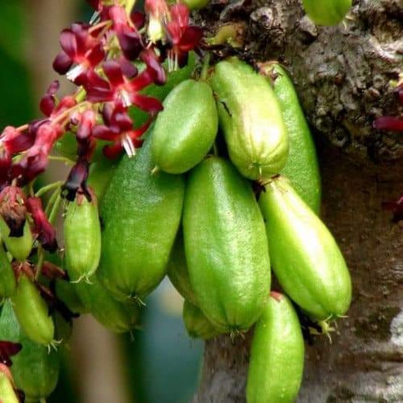 Pokok belimbing buluh/Pokok belimbing besi | Lazada