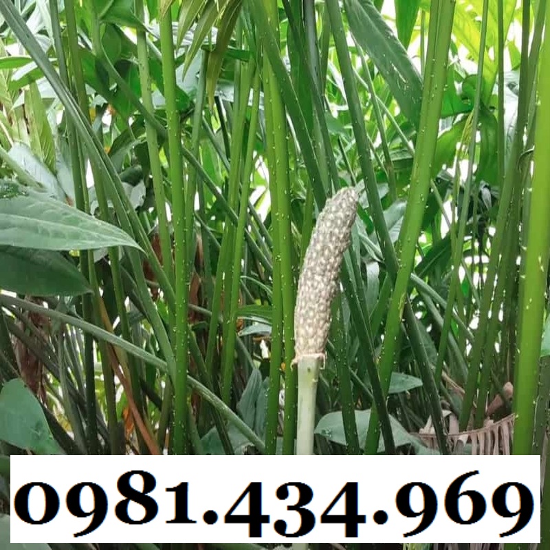 Củ Mướp Gai (Móp Gai, Ráy Gai) Khô 1KG CHuẩn Đẹp