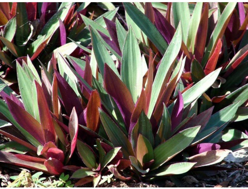 Cây sò huyết