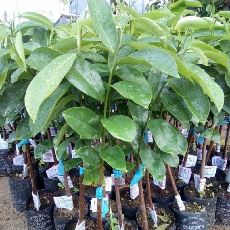 Cây mãng cầu xiêm ( mãng cầu gai) cao 50-70 cm