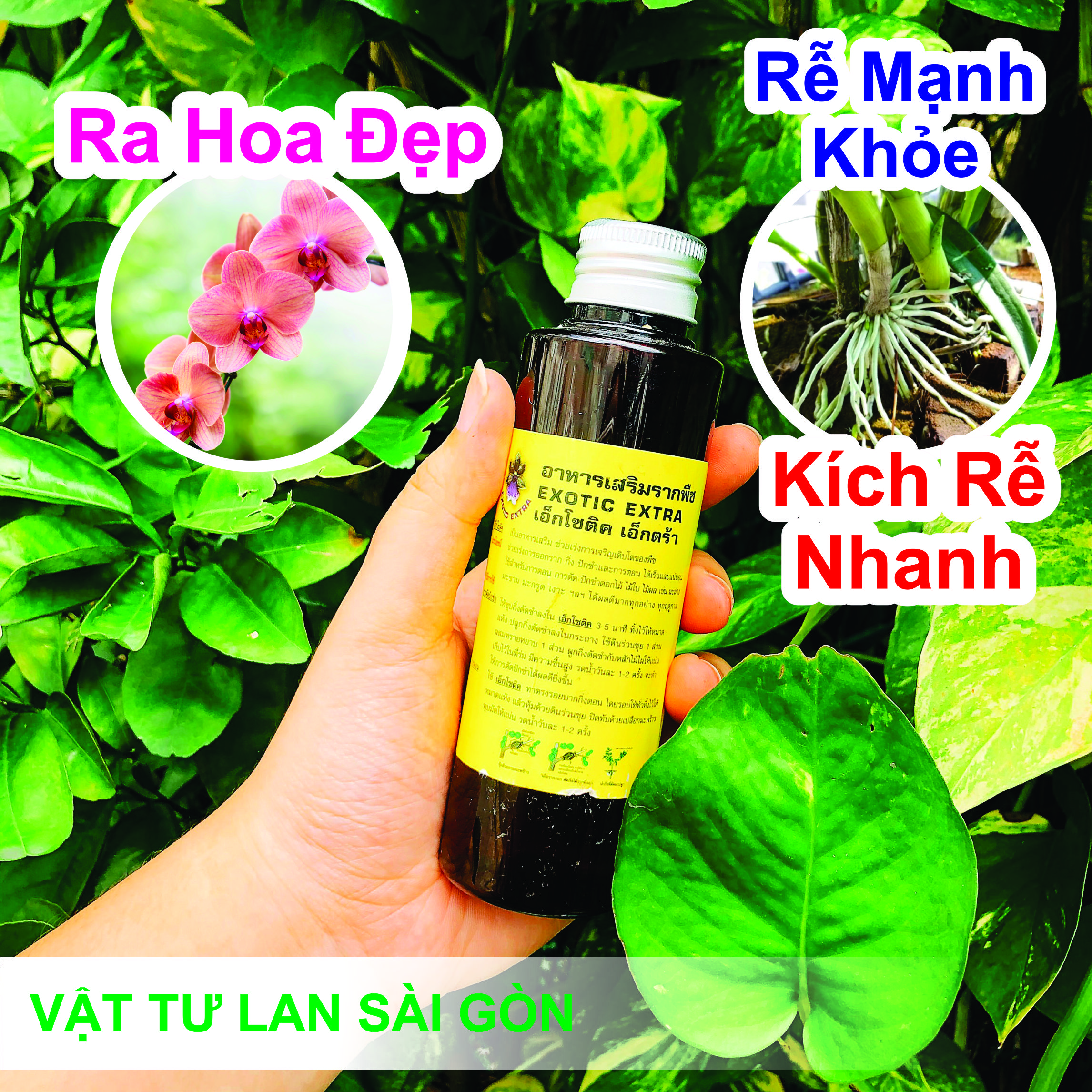 [HCM]KÍCH RỄ EXOTIC THÁI