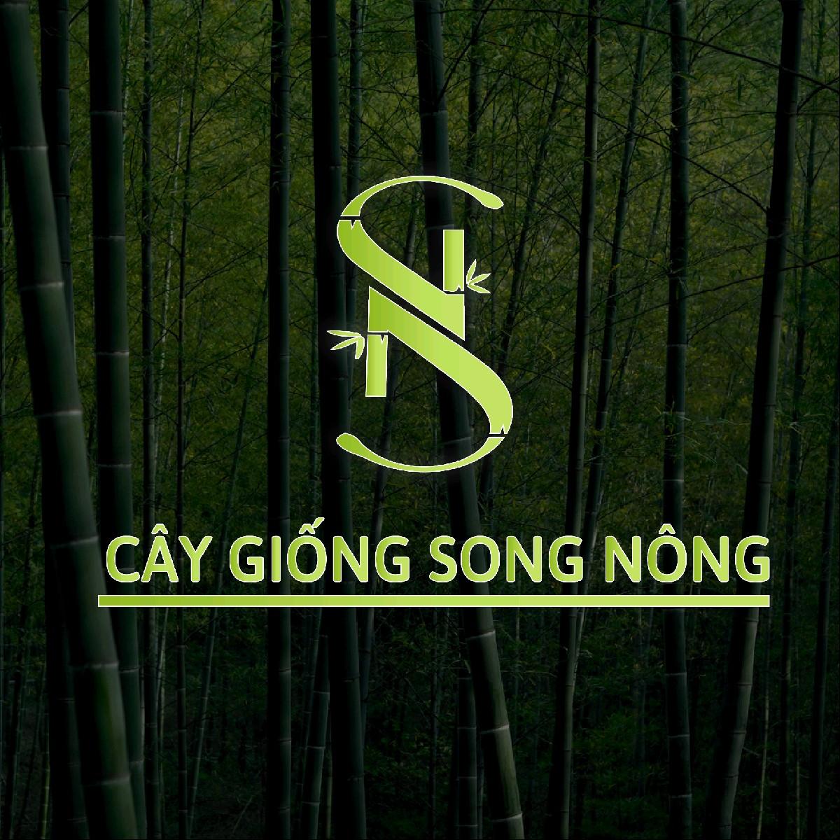10 cây sam núi trái ( combo 10 cây )
