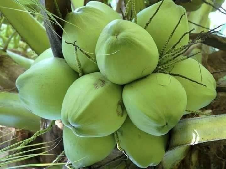 Cây dừa xiêm dứa lùn giống