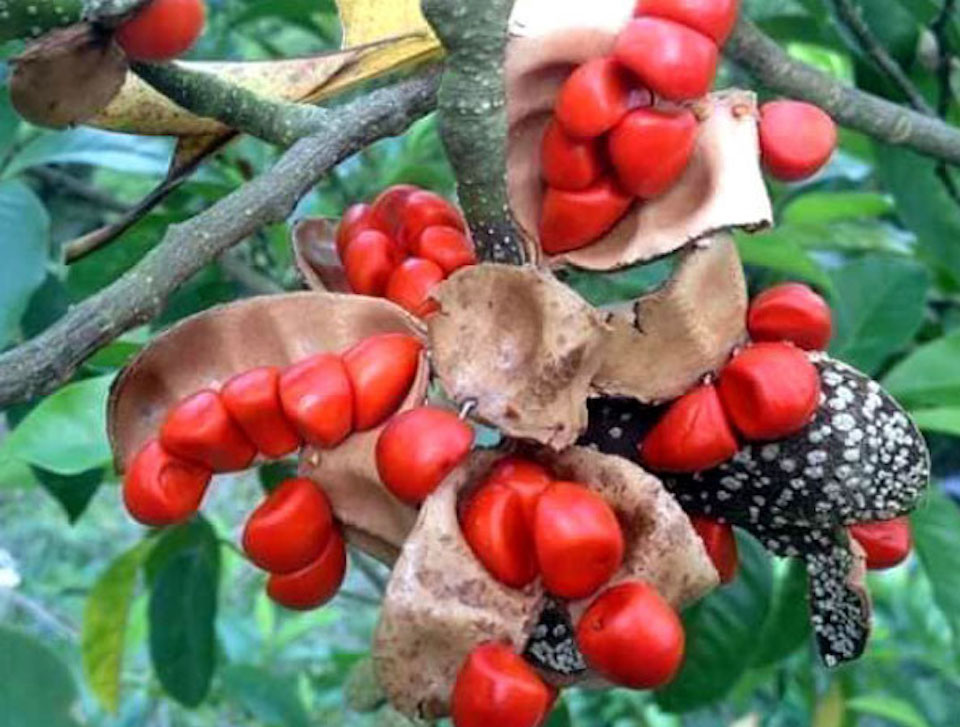 10 hạt dổi nếp