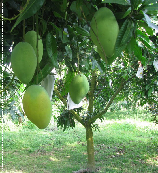Cây giống xoài thái cao 1.5m