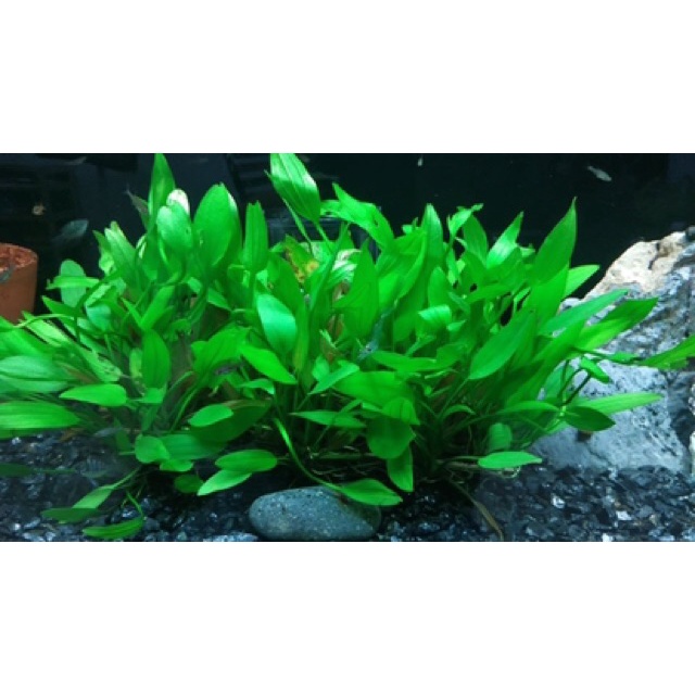 Cây Lan Nước - Cây Thuỷ Sinh Dễ Trồng Không Cần CO2