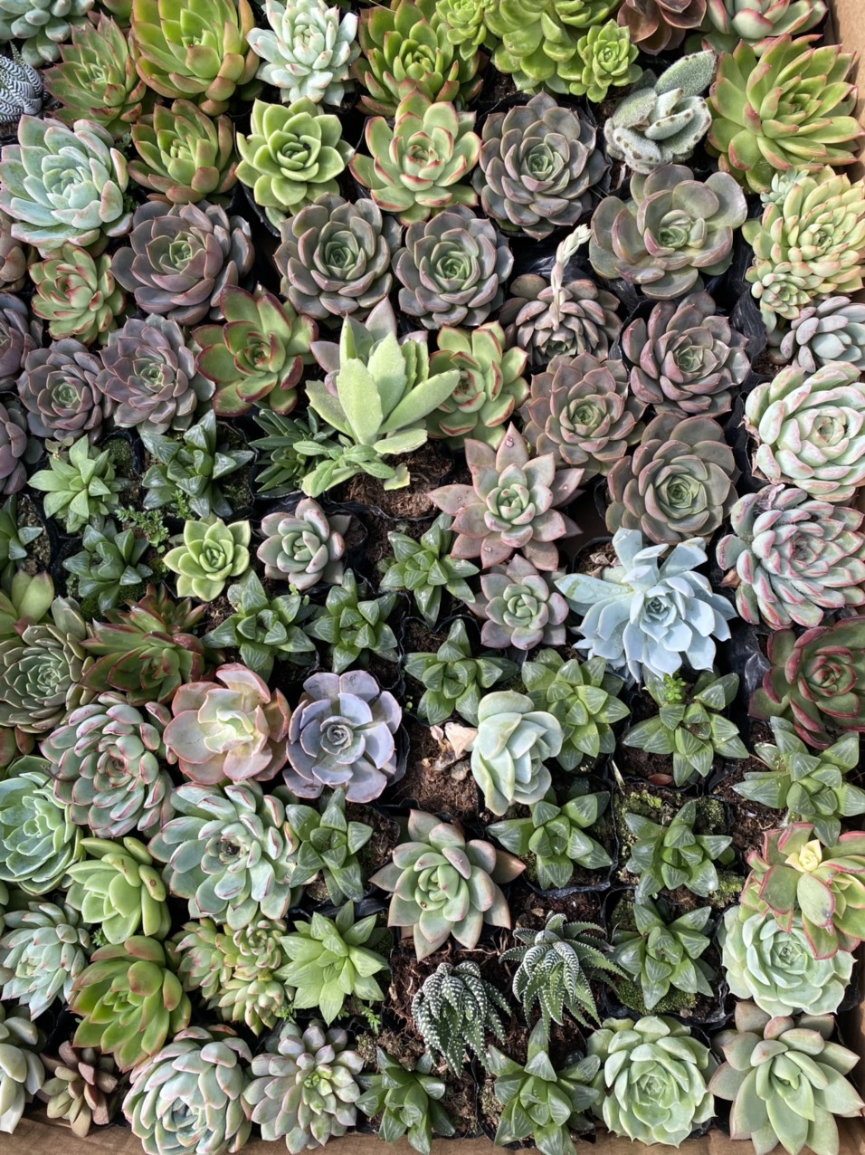 câu sen đá nha đam aloe bạch tuộc đỏ