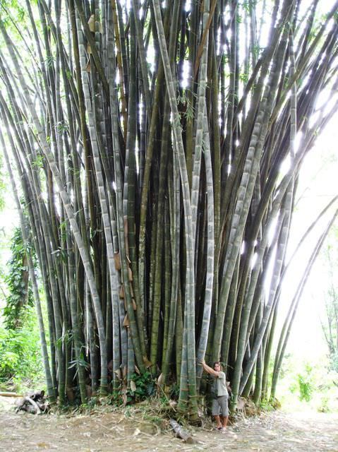 Cây Giống Tre Vầu Ngọt (cây giống Măng Vầu ngọt)