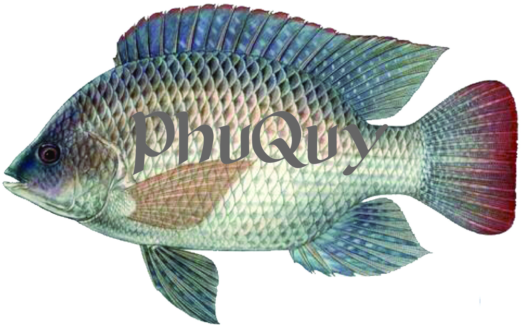 1kg Cám Ủ câu cá chép, trôi - Mè - 1Kg