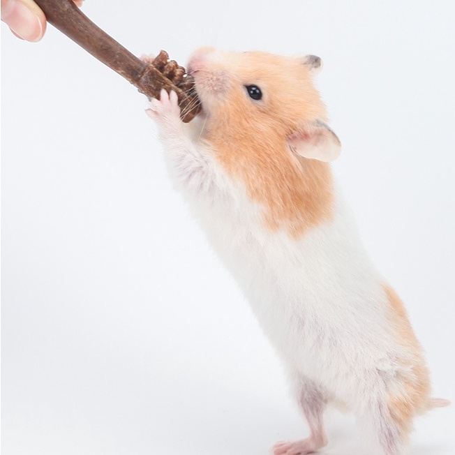 Bàn chải Mài răng Jonsanty, mài răng Hamster