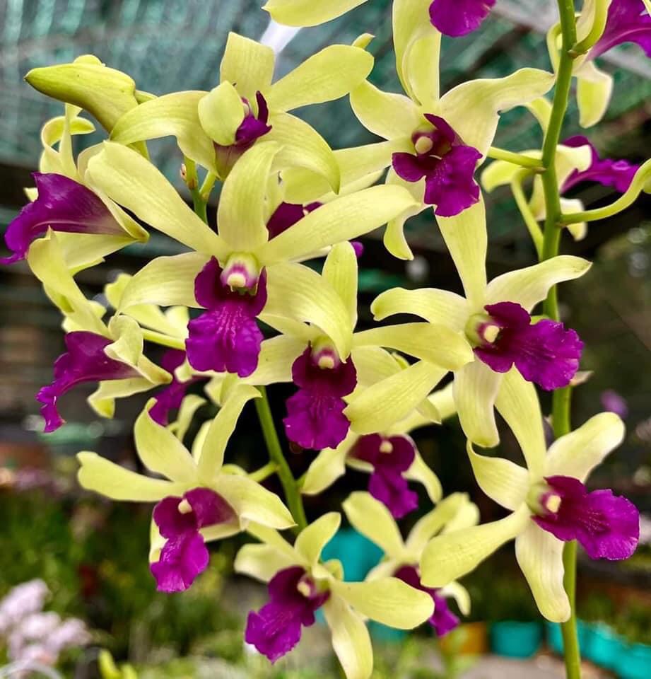 Denro nắng Tre xanh