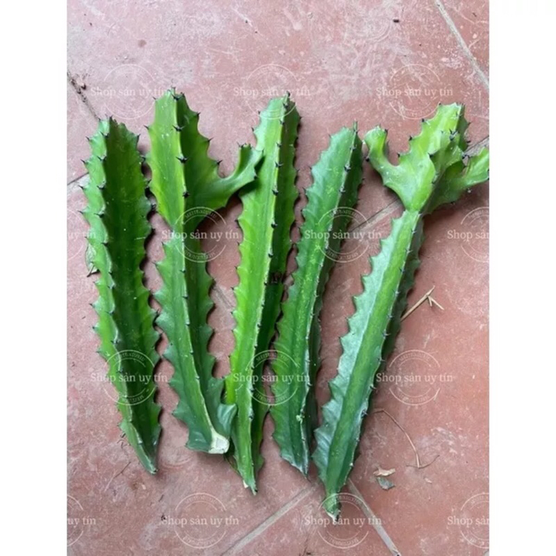 Cây xương rồng ba cạnh