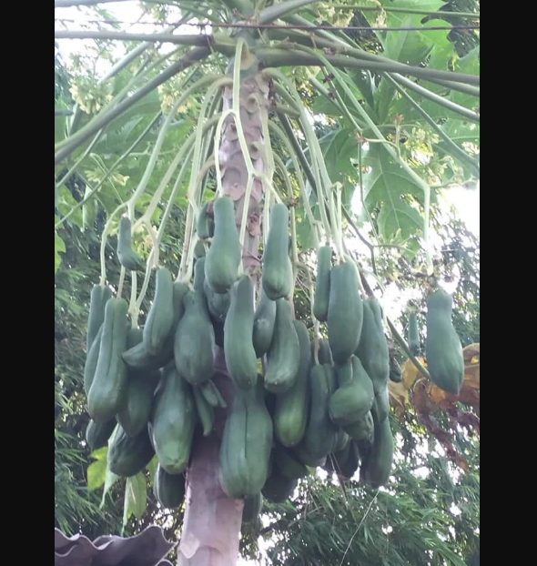 Hạt giống cây đu đủ đực - gói 20 hạt