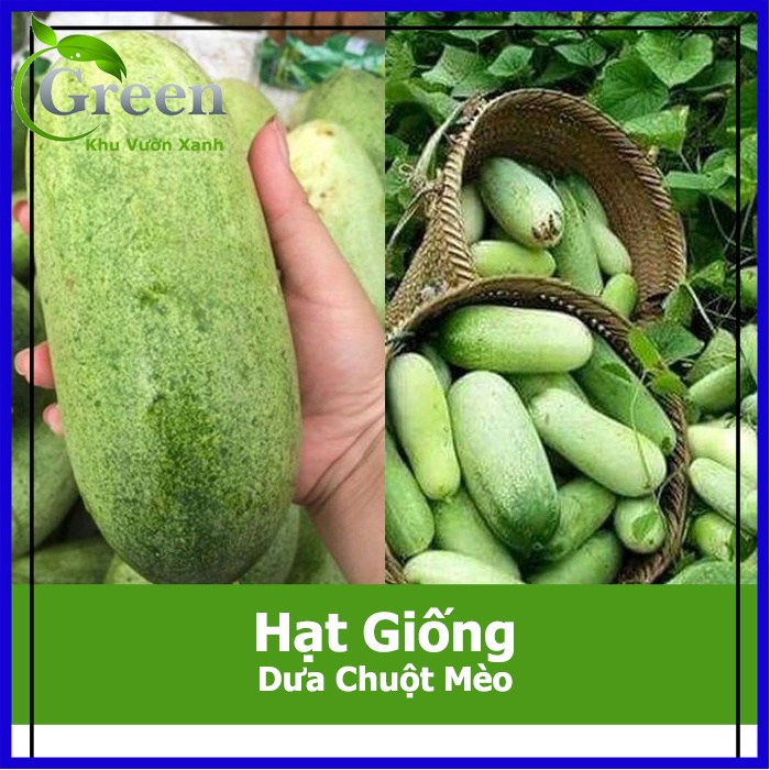 Hạt Giống Dưa Chuột Mèo Siêu To