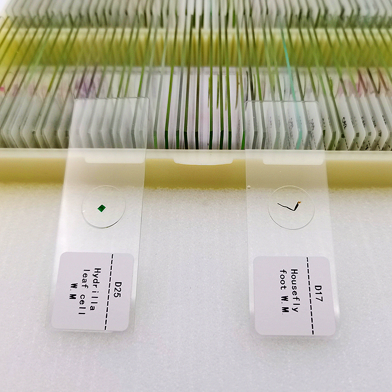 100pcs Basic Animal Plant Insect Cell Biological Prepared Glass Slides Microscope Biology Specimen