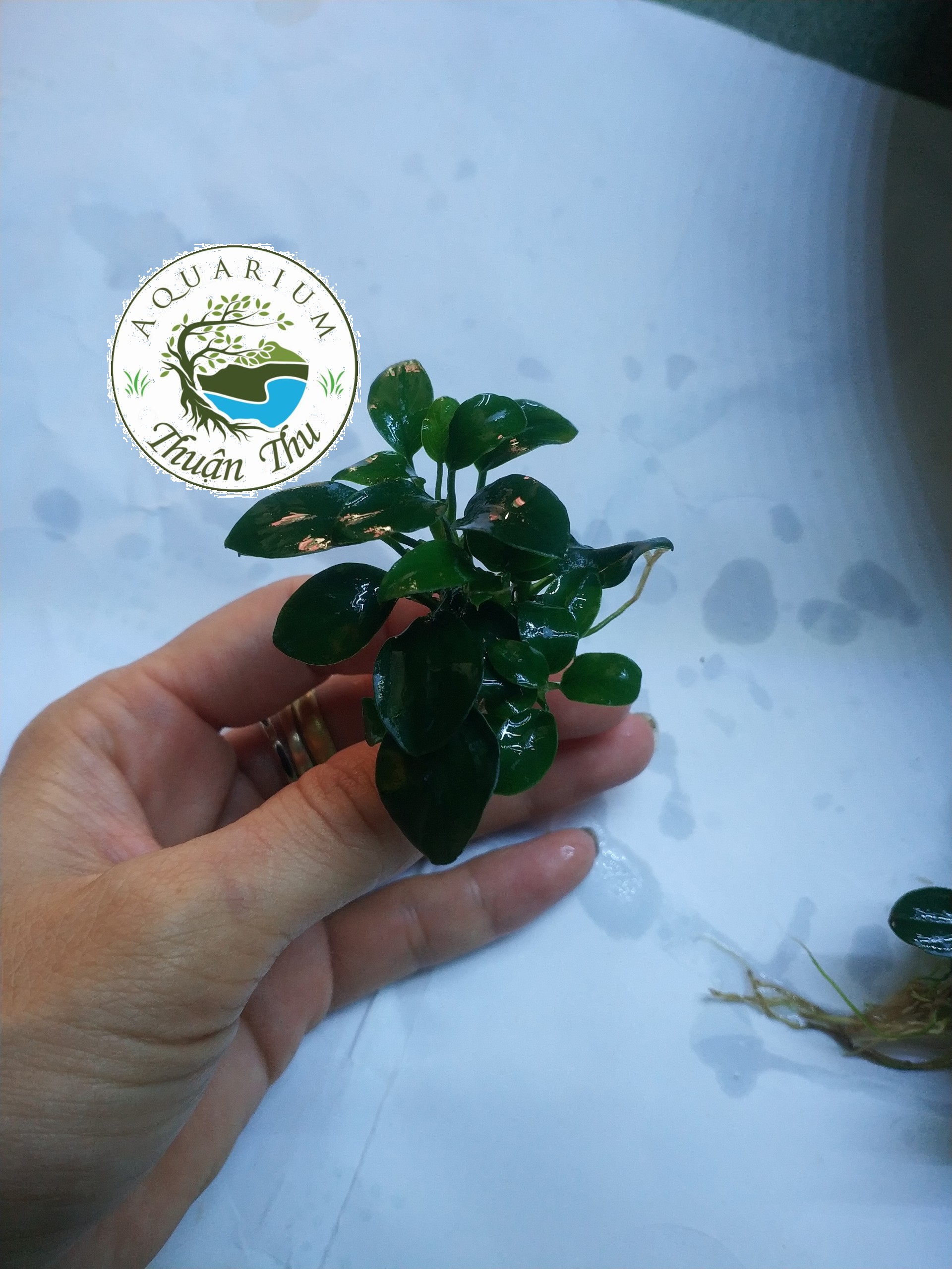 Cây thủy sinh Ráy Nana Petite Nhật (Anubias nana Japan)