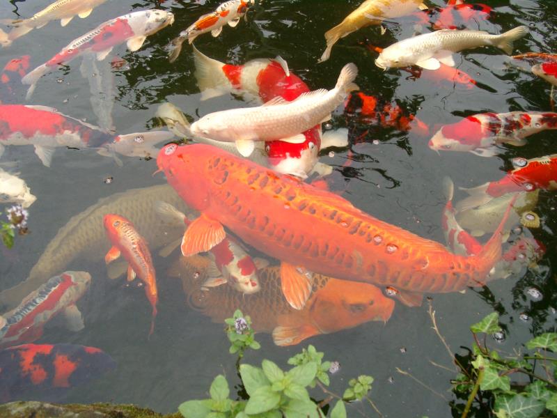 Microorganisms for Aquarium Fish Water Treatment Veo Silver, New Generation Microbials Additional Microbials for Water Purification, Digestive Enzymes for Goldfish