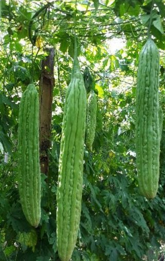 P20 per pack ampalaya / bitter gourd seeds - condor seeds - plant seed ...