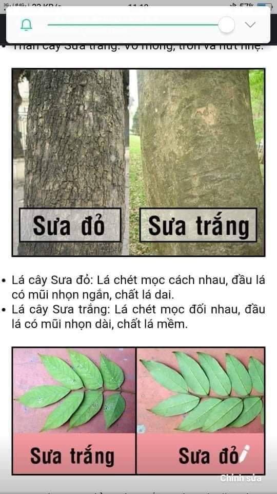 Cây sưa đỏ khỏe mạnh, dễ trồng kinh tế cao