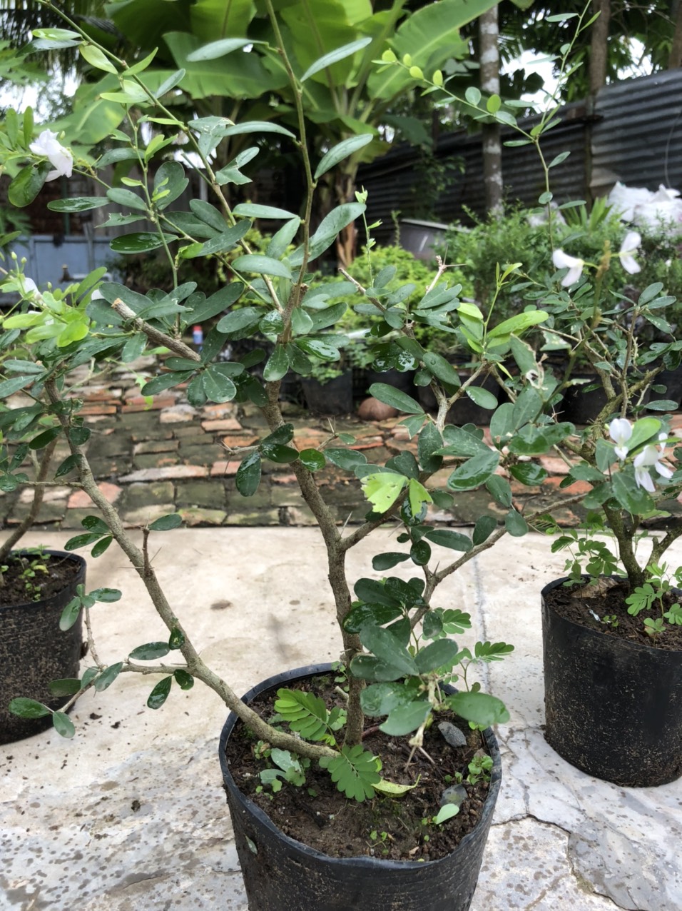 Linh sam trắng phớt hồng