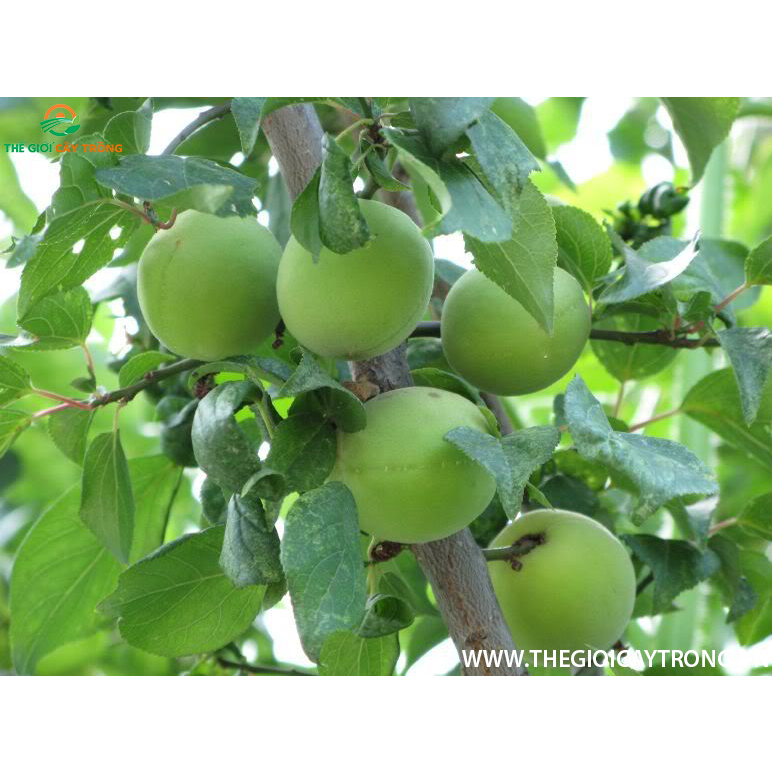 cây giống mơ chua, mơ xanh cho quả siêu sớm