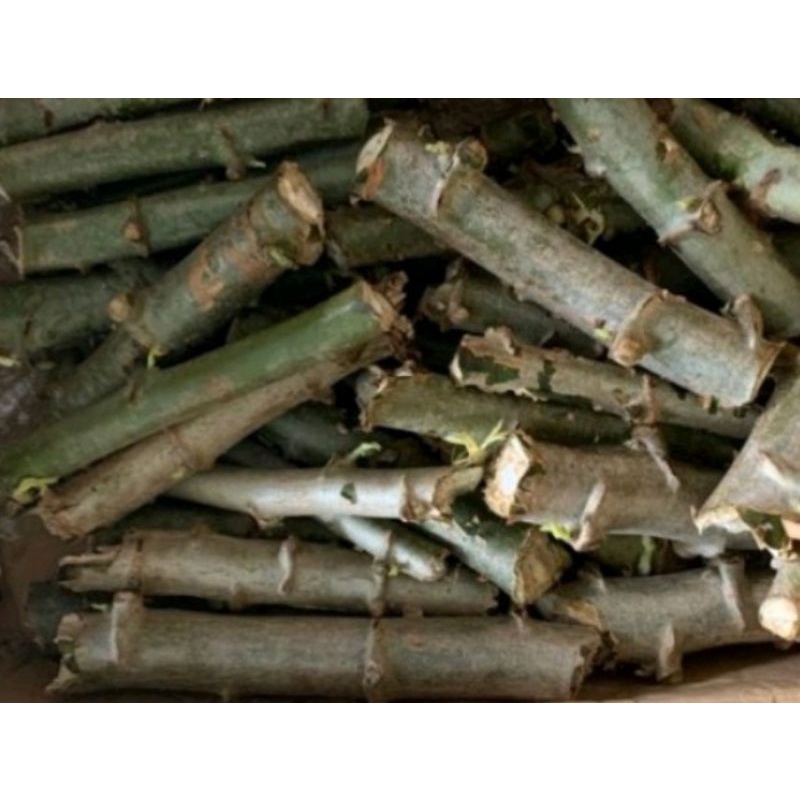 Giống khoai mì dẻo ruột vàng/10 đoạn hom giống