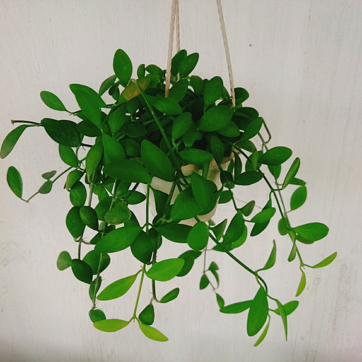 Chậu Treo ĐôLa Lan - cây cảnh mini