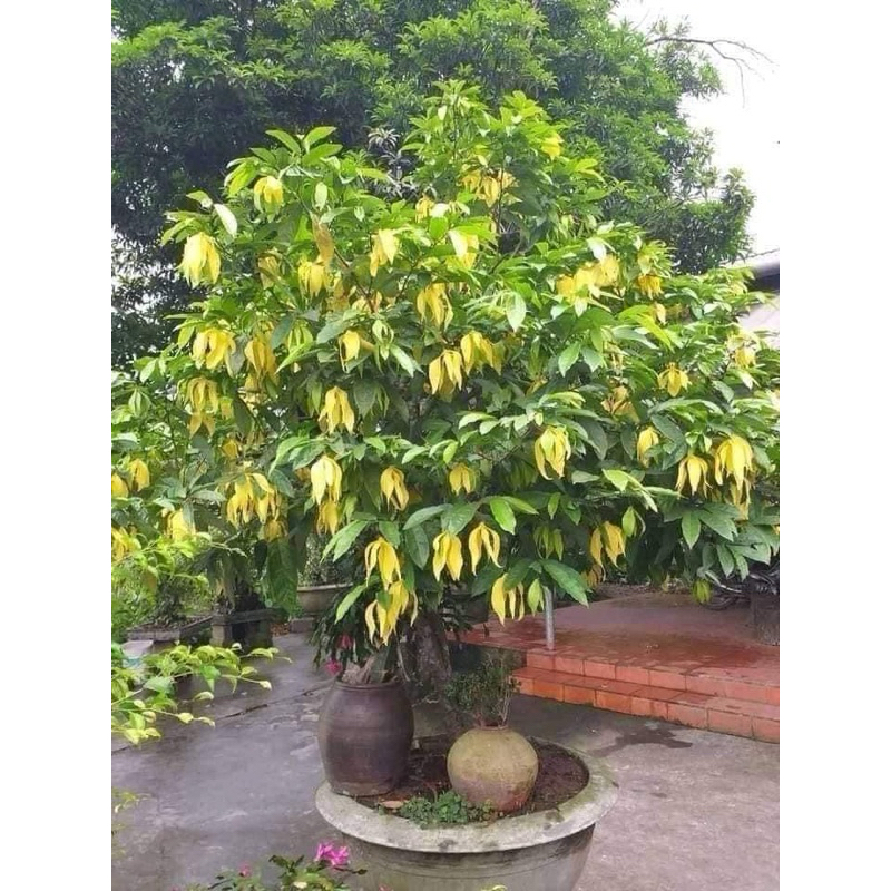 Cây Giống Hoa Dẻ Thơm