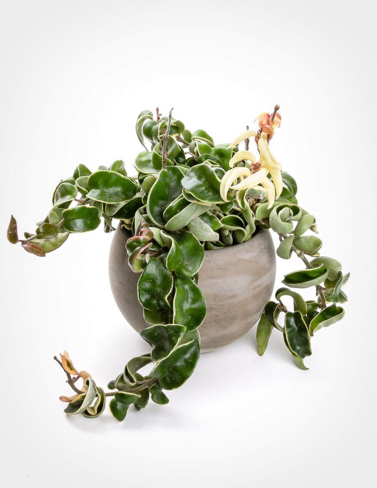 Cây Hoya carnosa Compacta (Lan Cẩm Cù Lá Xoắn Hoa Phớt Hồng)