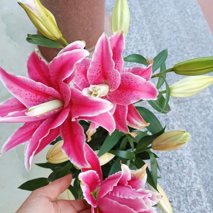 Củ ly cao hà lan cánh kép mix màu