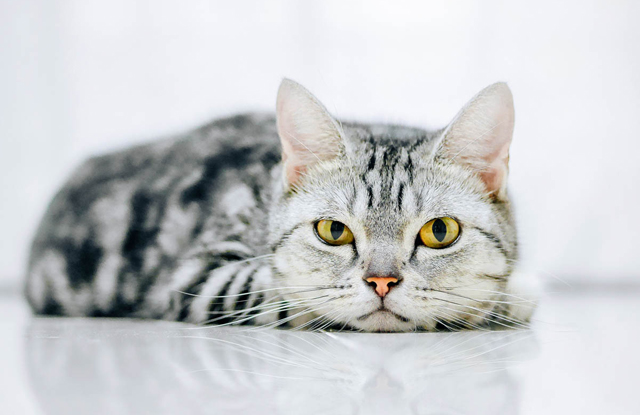Sữa tắm chó mèo YU Natural White Formula