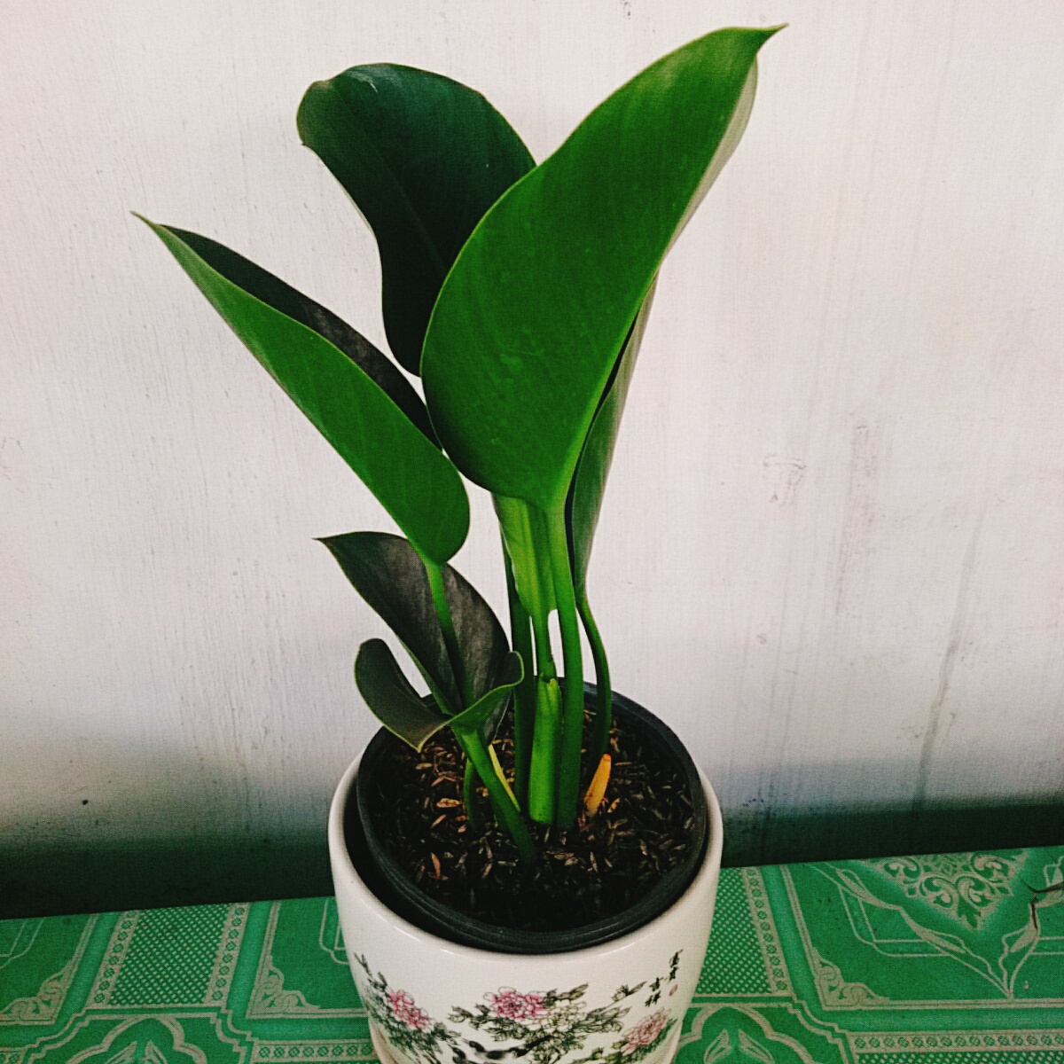 Trầu Bà Đế Vương Xanh - cây cảnh để bàn