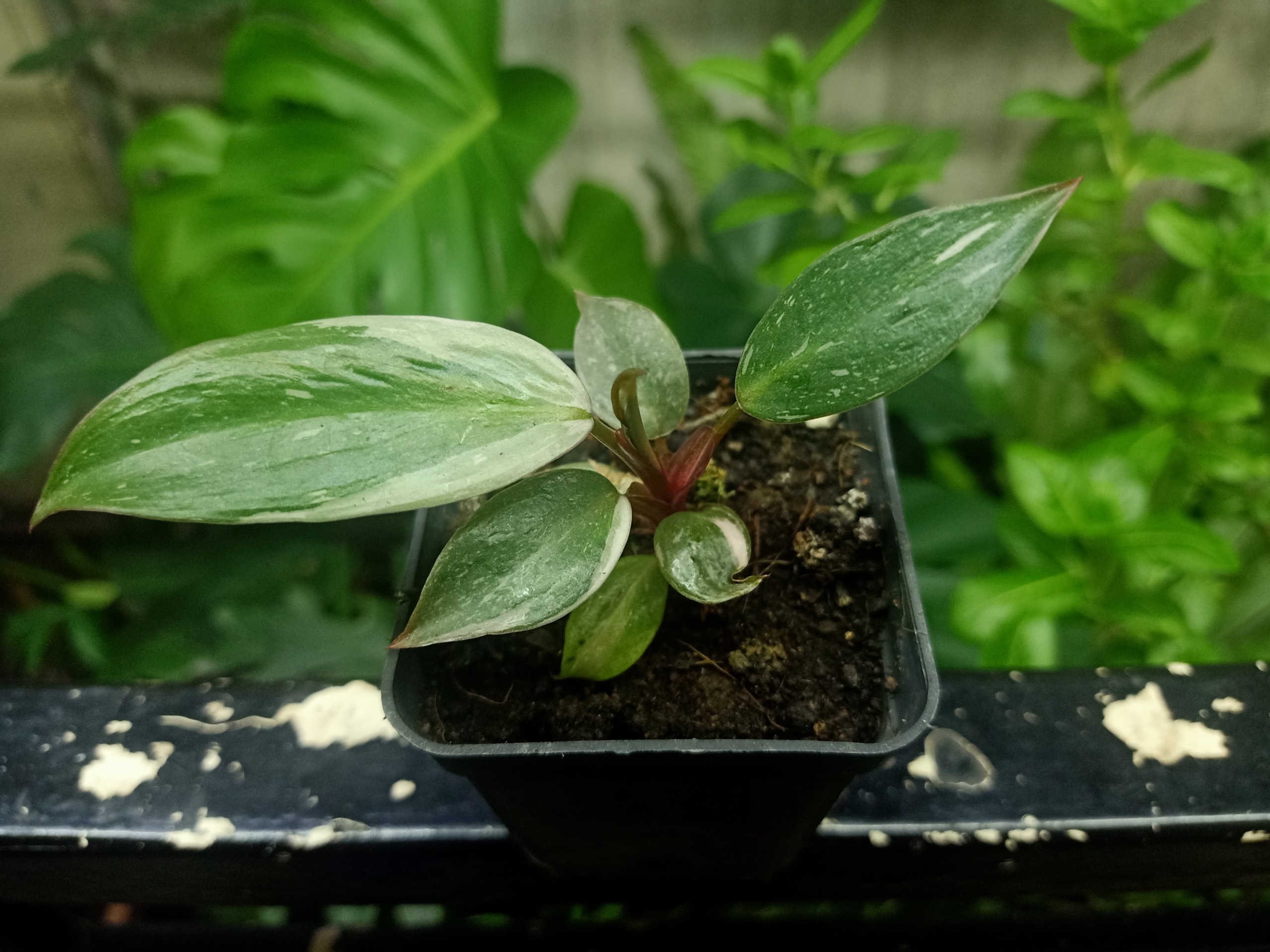 Công Chúa Hồng (Philodendron pink princess)