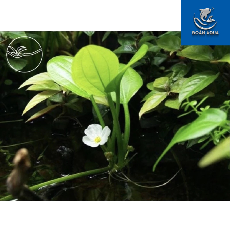 SIÊU RẺ Echinodorus - Cây Lan Nước (Có Rễ) - Cây Thuỷ Sinh