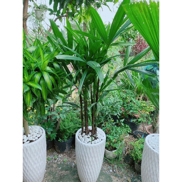 Chậu Cây Trúc Mây(Cật Mật)