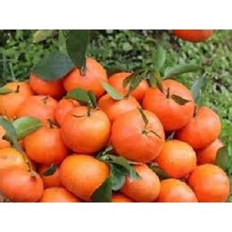 [HN] Cam Canh Đường Ngọt Mọng Nước - Giao Siêu Tốc 1h