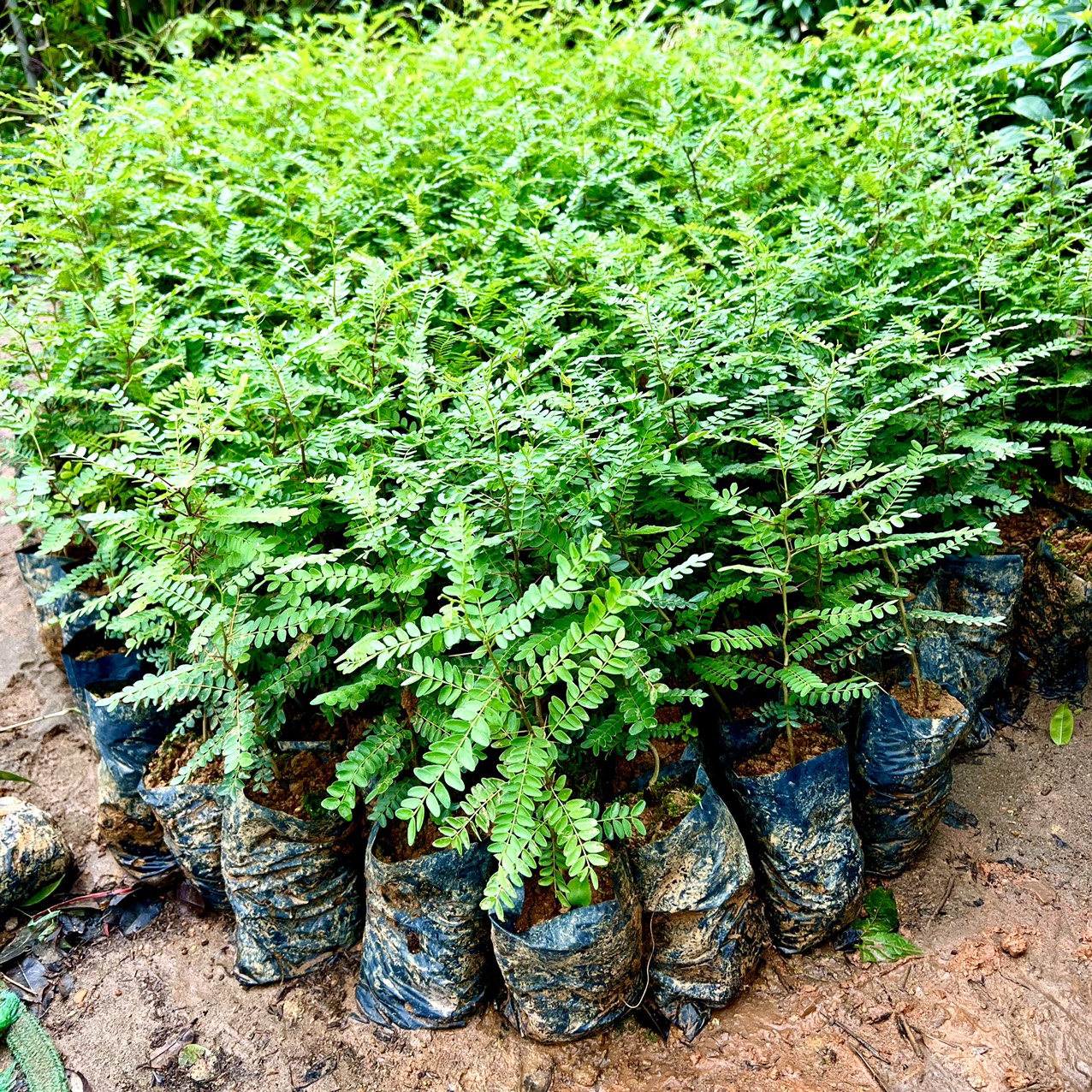 cây giống bồ kết cao 20cm