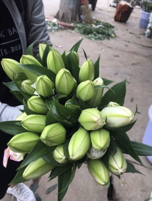Củ hoa ly kép lùn thơm trồng 30 ngày có hoa