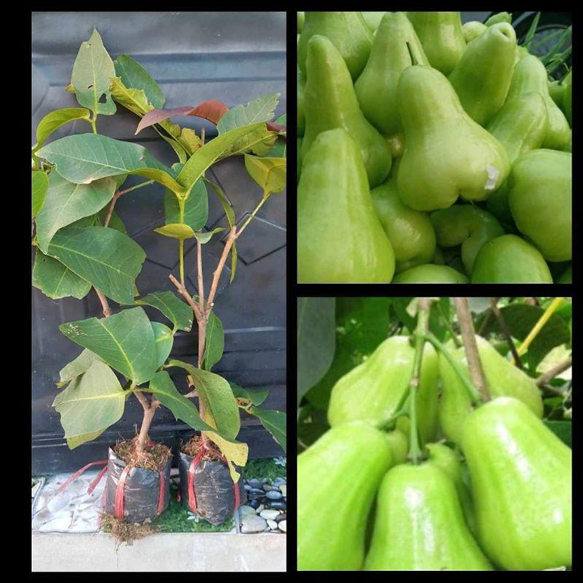 Cây giống mận xanh tam hoa ( cây roi xanh )